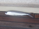 Flying Fish ending up on the deck