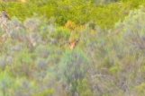 Spring Bock (Sydafrikas national däggdjur)
